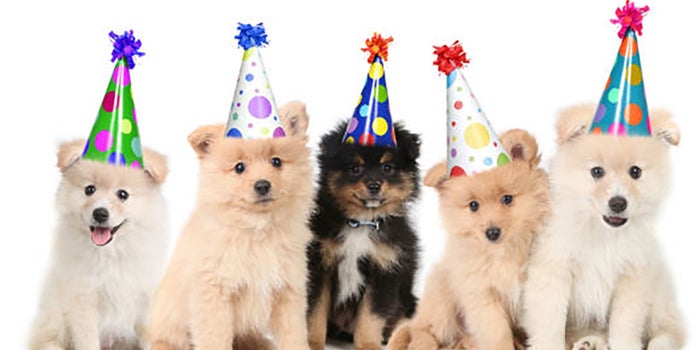 ¡Abre un negocio de fiestas para mascotas!