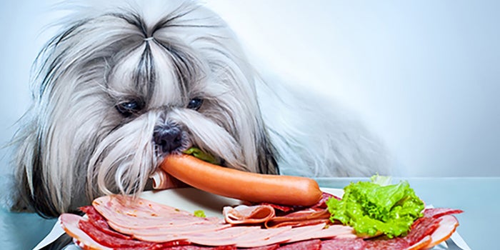 Comida gourmet para perros