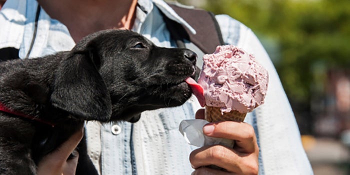 Helados para mascotas
