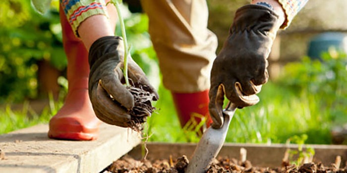 Productos orgánicos para jardinería