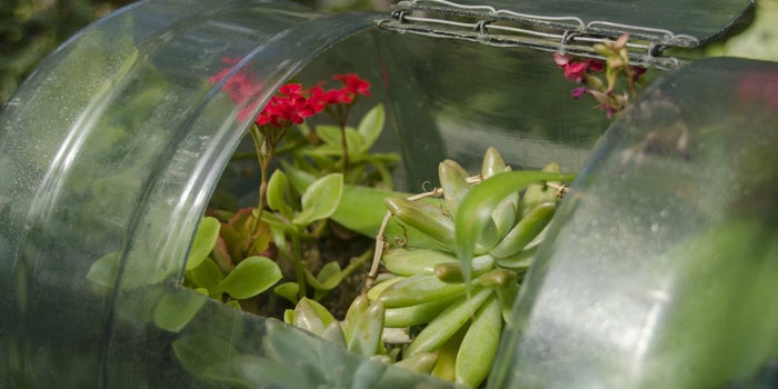 Jardines miniatura en botellas