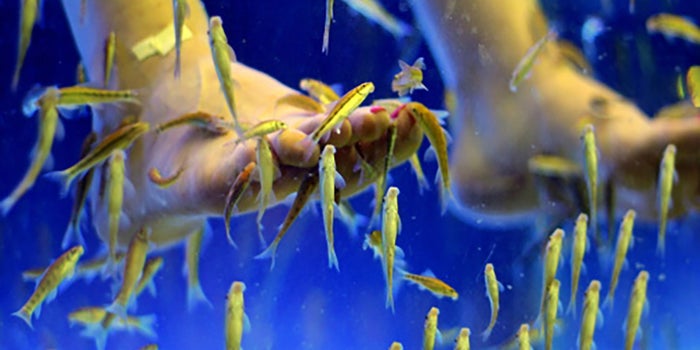 Pedicure con peces