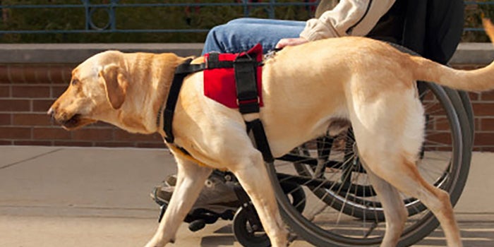 Perros de asistencia para discapacitados