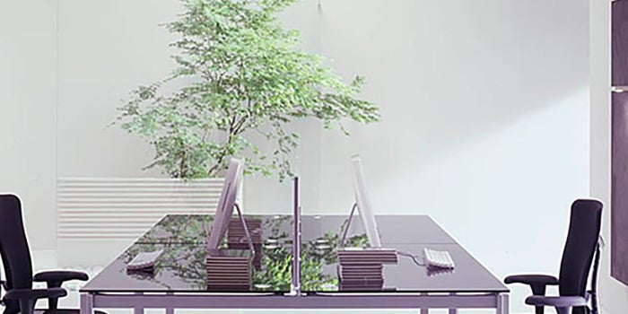 Decoraciones de plantas para oficinas