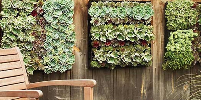 Plantas verticales