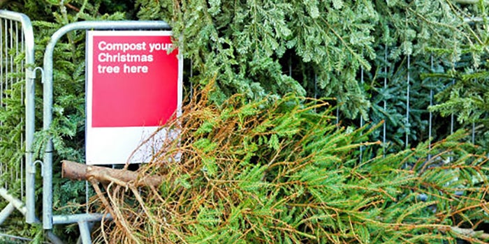 Reciclaje de árboles de Navidad