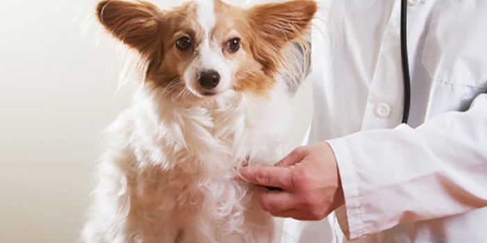 Seguro médico para mascotas