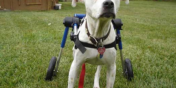 Sillas de ruedas para mascotas