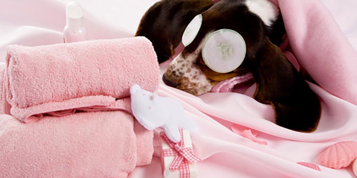 Spa para mascotas