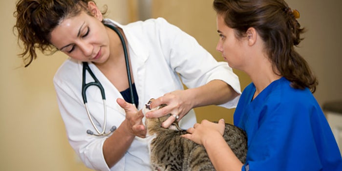 Clínica veterinaria móvil
