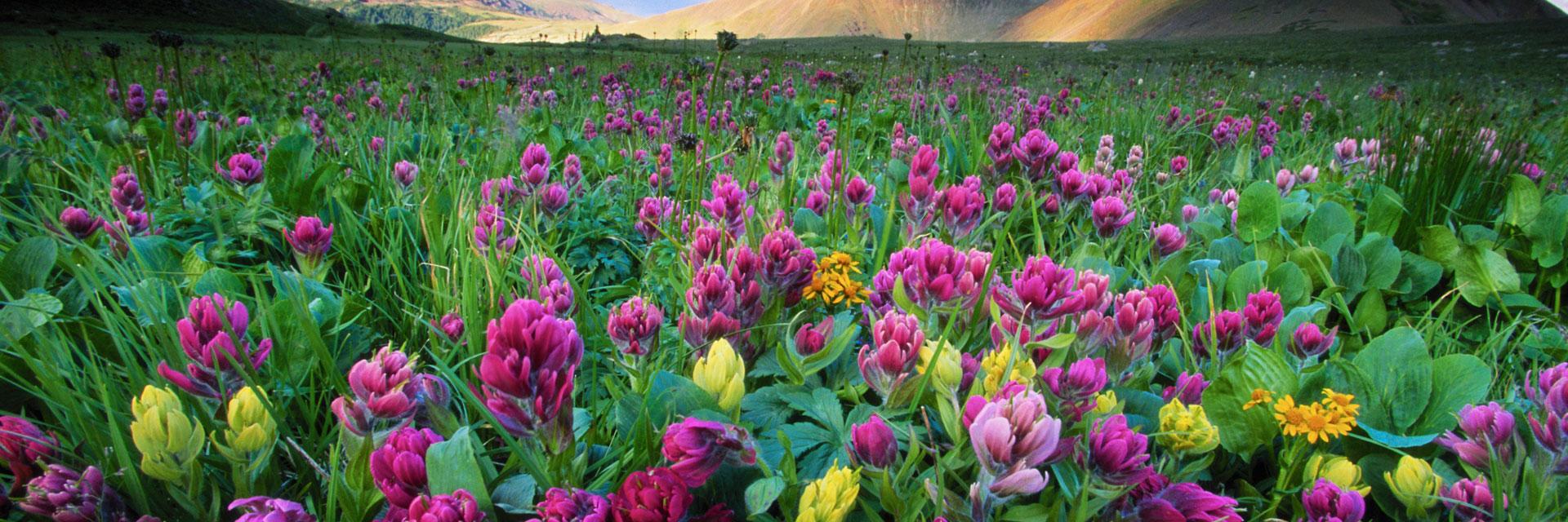 Flower Tent