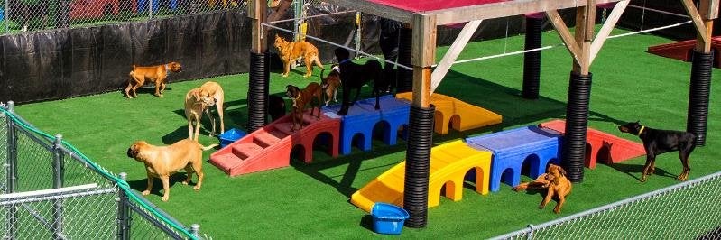 Barkefellers, The Place for Dogs