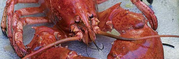 Lobster Joint