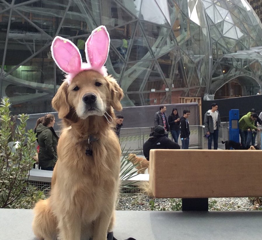 Amazon Opens Up Dog Park for Its 2,000 Office Pups