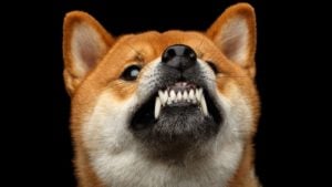 Coin Burning and Community: How the Shiba Inu Crypto Can Reach $1 - Vimarsana News