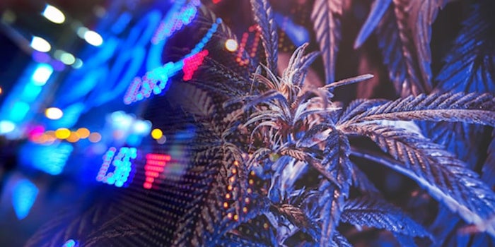 Top Marijuana Stocks To Watch In A Down Market? A Reddit Investor Favorite And A Penny Stock