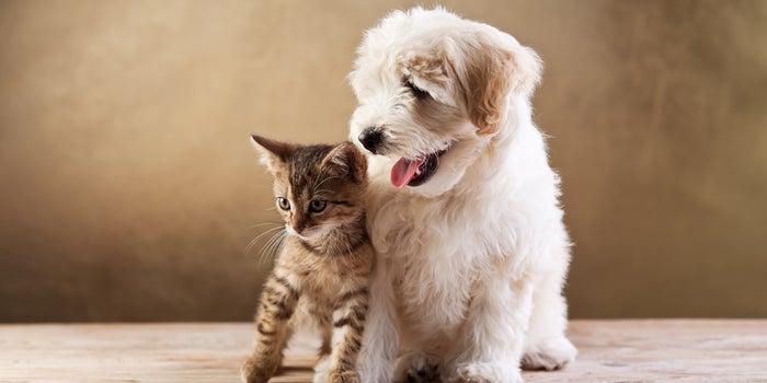 Freshpet, Inc Can’t Grow Fast Enough To Please The Market