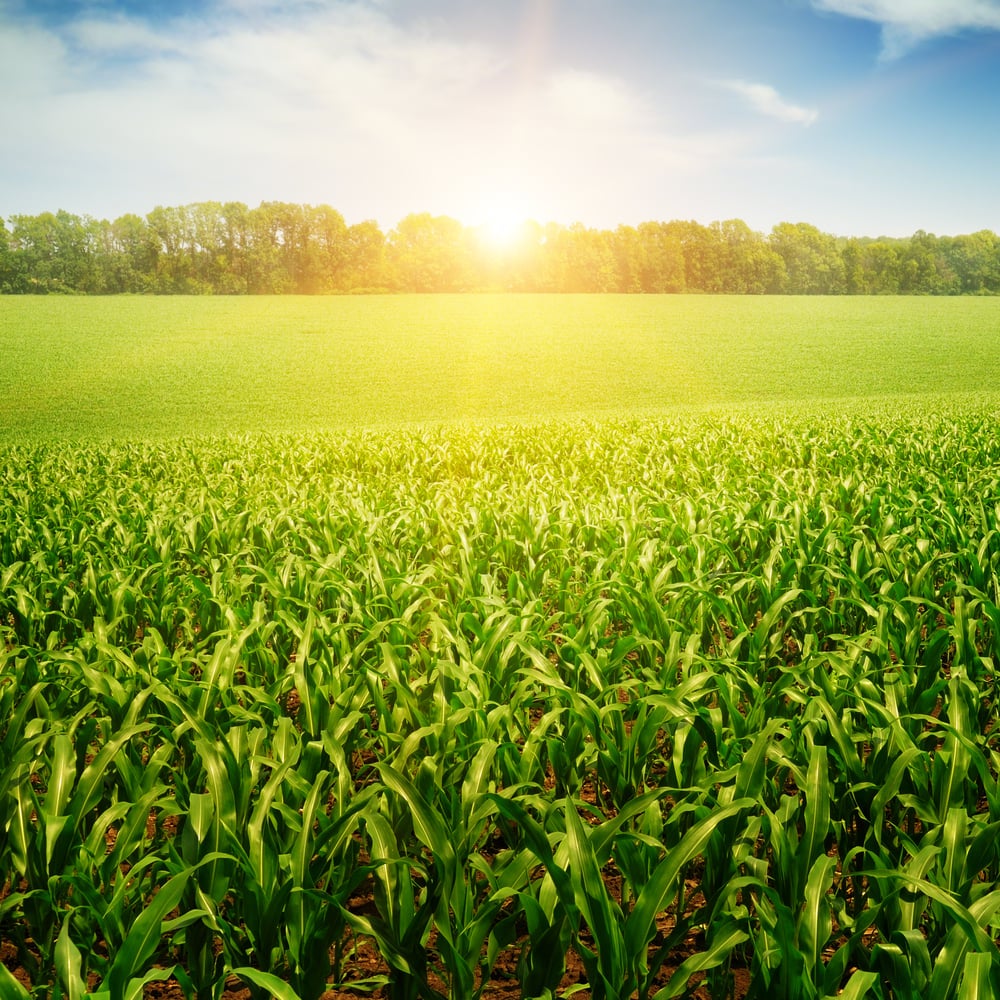 Mosaic Is Ready For Profit Harvesting - Vimarsana News