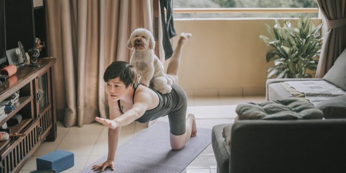 ‘Back to Normal’ Boosts Pandemic Pup Costs