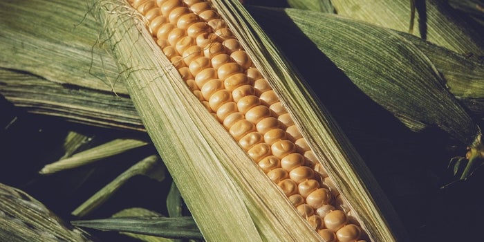 Corn Trades Higher, COVID Economic Impacts