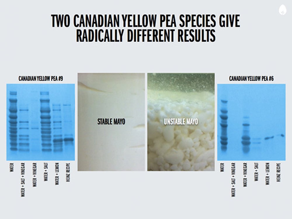 This is an illustration of how tricky the plant science can be. There are two Canadian Yellow Pea species. But one varietal makes mayo, and another does not. Hampton Creek is digging through all the plants to figure out what works and what doesn't.
