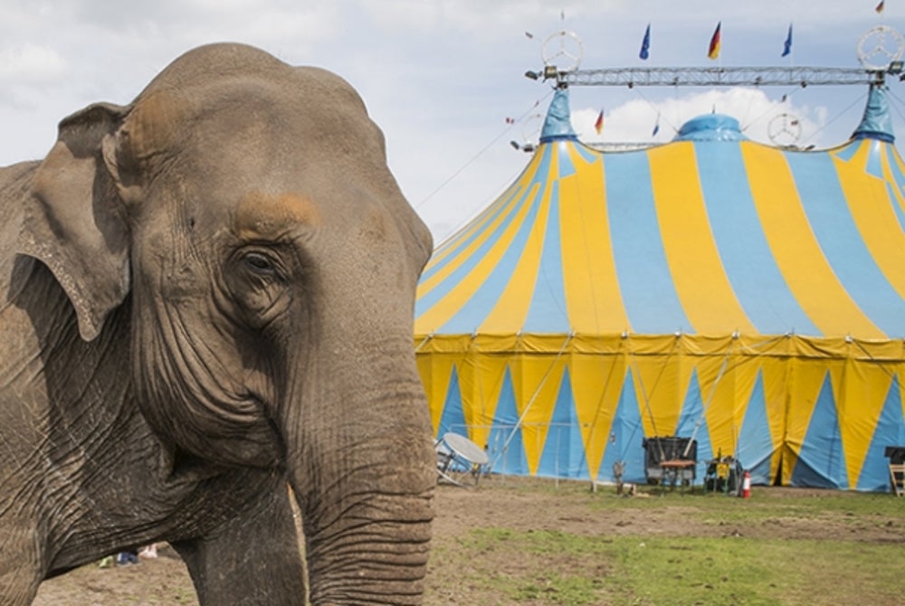 2. Bezos' father was a circus performer.