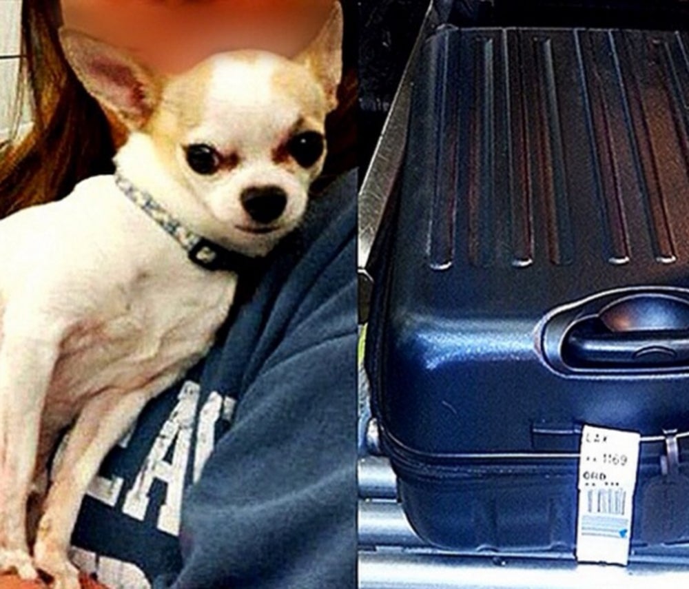 1. Chihuahua
