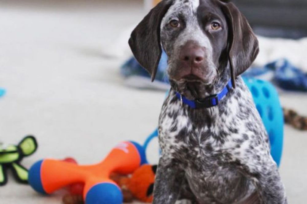 2. Pet Supplies Plus