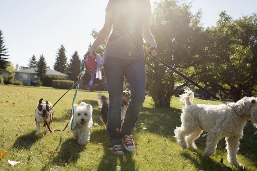 7. In Home Pet Services