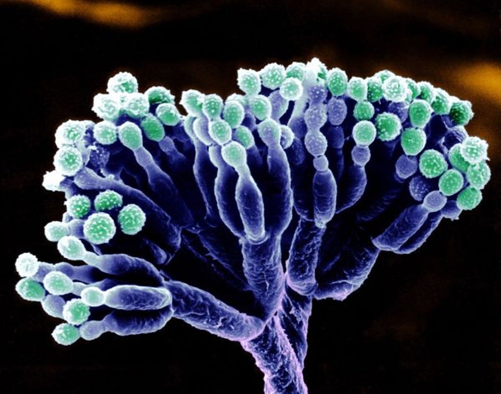 1. Penicillin