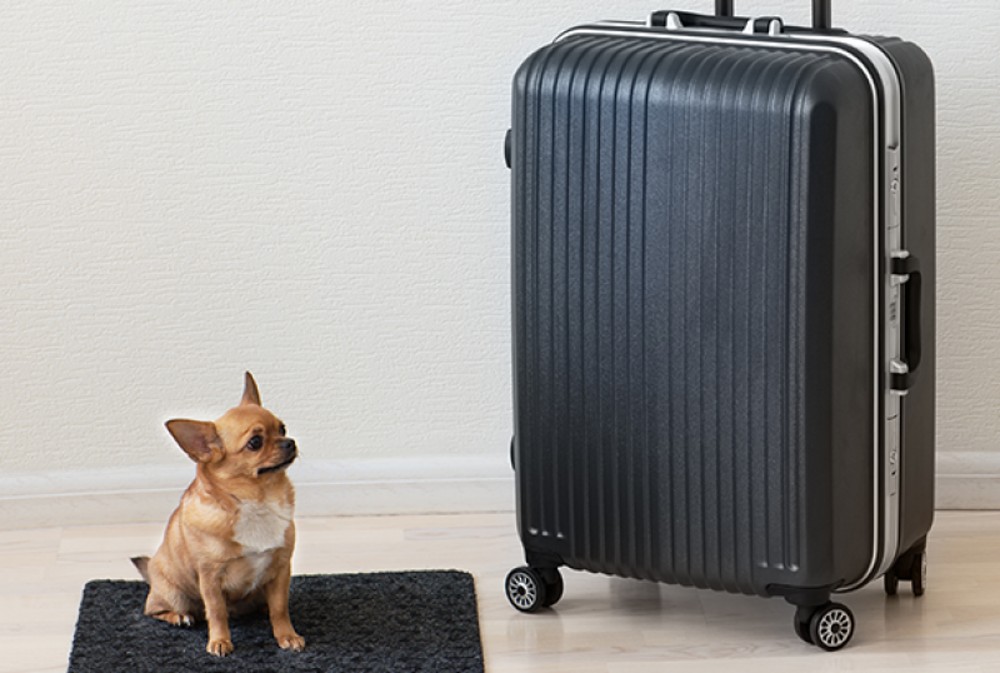 Finding Fido in your suitcase