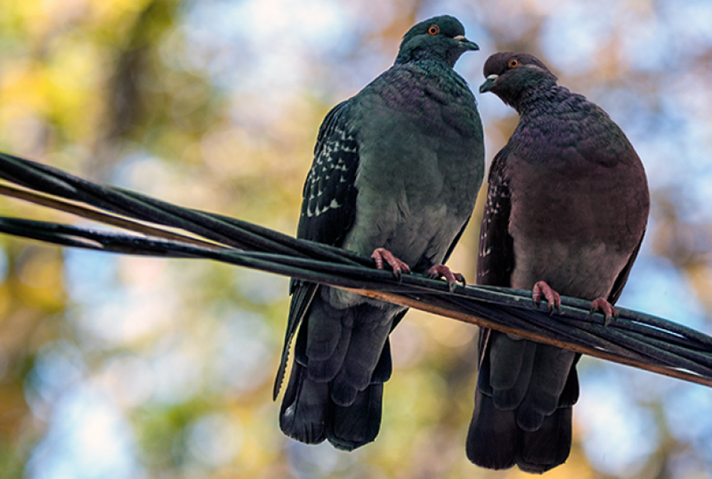 Smuggling pigeons in your pants