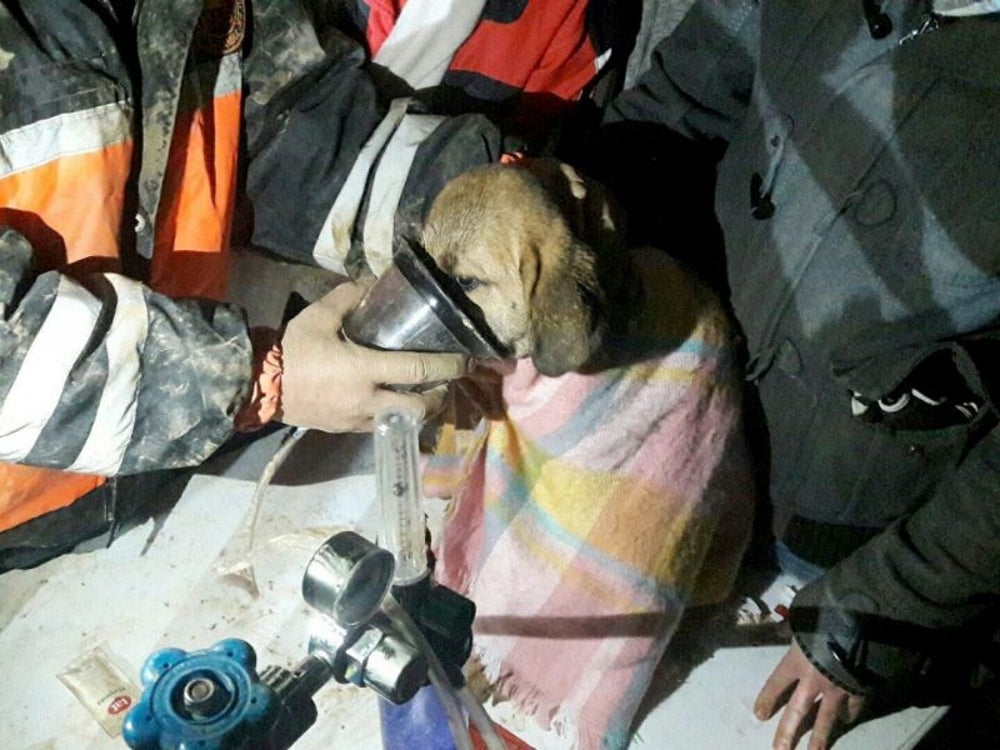 A community comes together to rescue a puppy from a well.