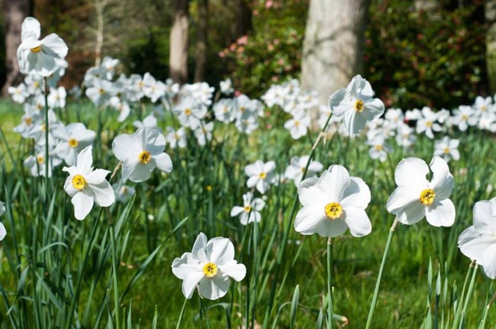 Flowers: Breck's founded in 1818