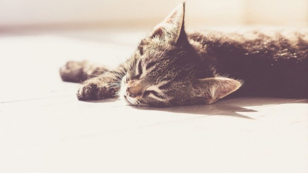 How to make bank without sacrificing sleep