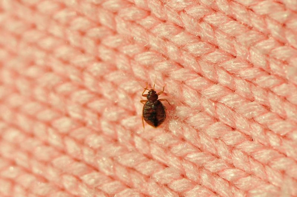 Don't let the bed bugs bite.