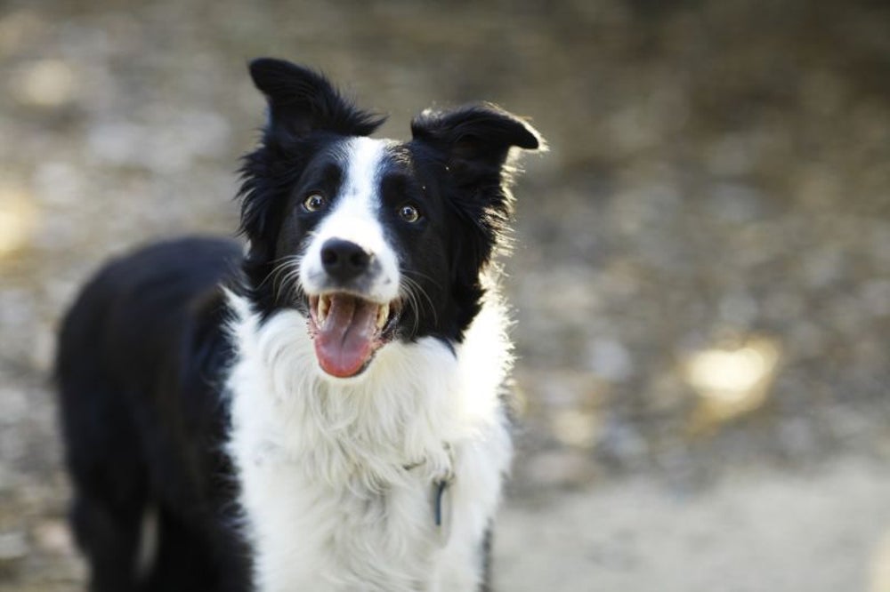 The border collie
