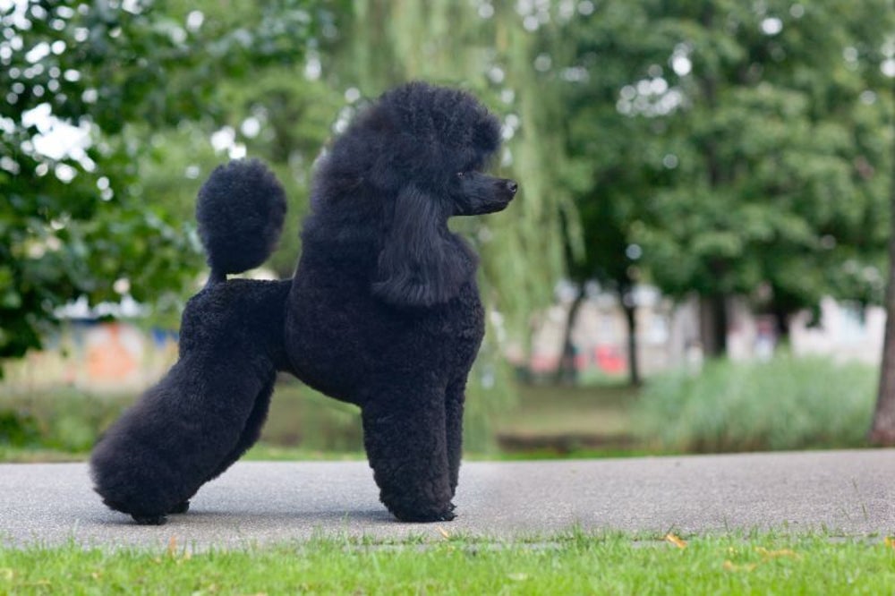 The poodle