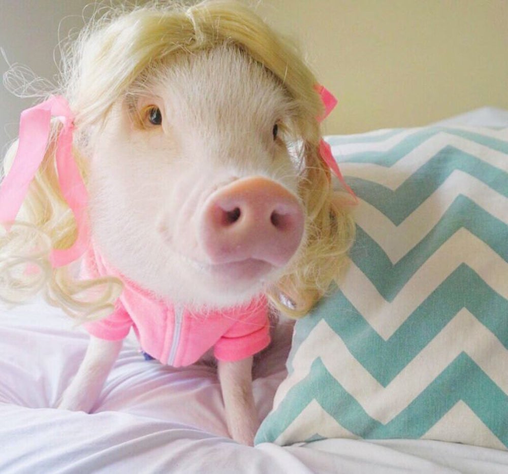 'On Wednesdays, we wear pink.'