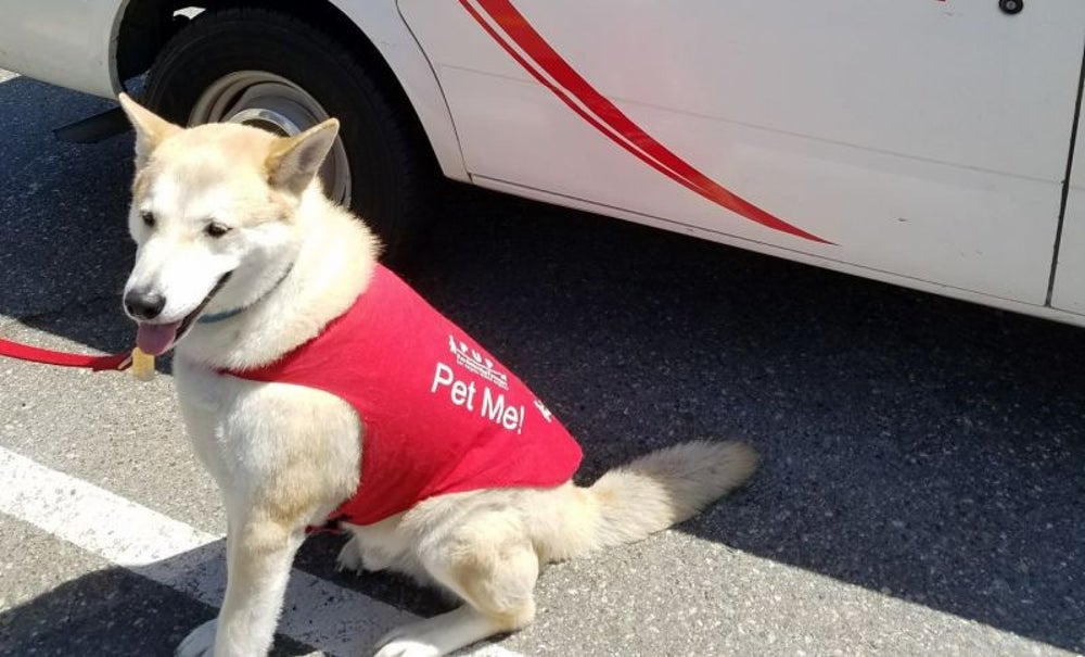 Puppies to de-stress