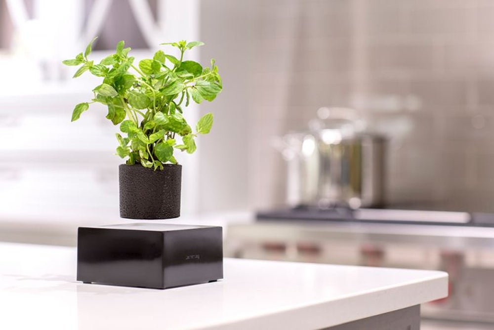 Levitating plant