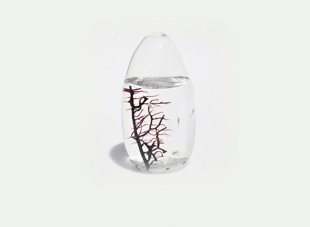 水生生态系统荚果