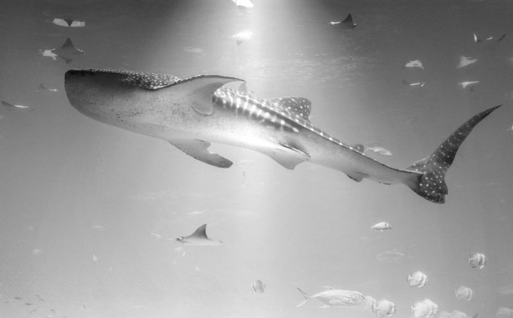 Aquarium field trip