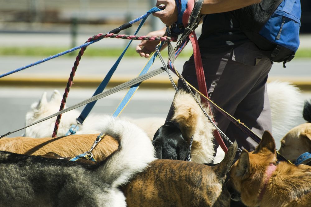 Business idea: Dog walker and pet sitter