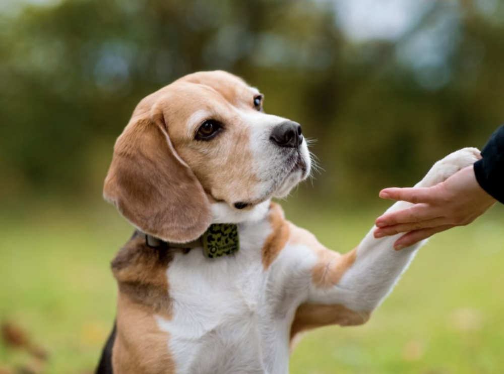 10. Un rastreador de GPS para tu mascota