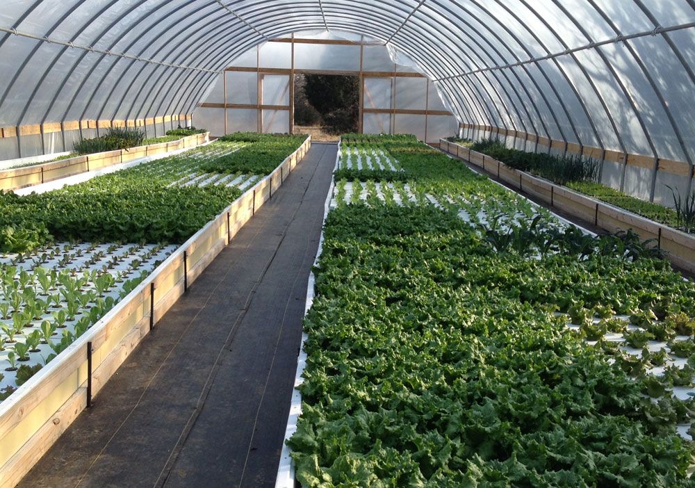 Side-Hustle 15: Design food-growing opportunities