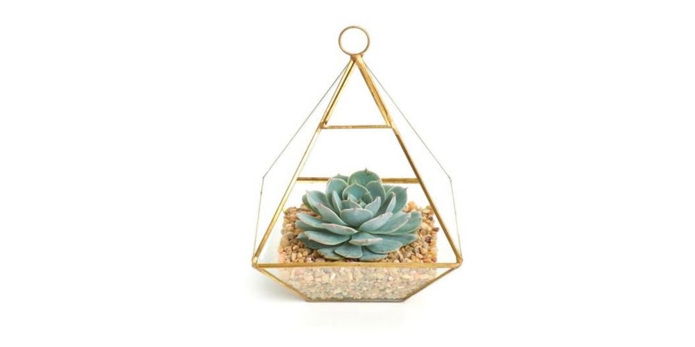 Succulent Arrangements