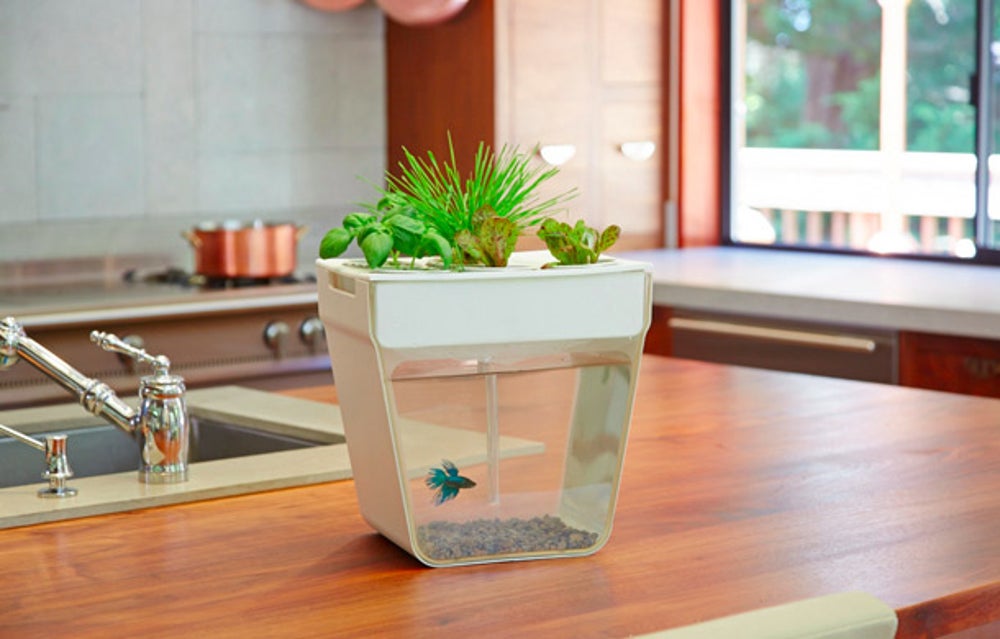 A fish tank and garden