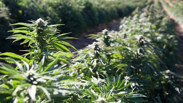 How This Company Is Redefining the Future of Retail Cannabis